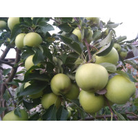 Malus domestica ´Luna´ / Jabloň zimní, MM106, C5