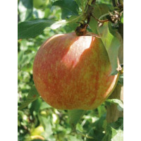 Malus domestica ´Gala´ / Jabloň zimní, M9