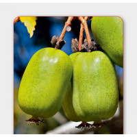 Actinidia arguta ´Japsai / Mini kiwi samosprašné, 50+ cm, C2, vyvázané