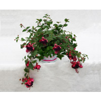 Fuchsia Jollies® ´Trailling Tulle´ / Fuchsie, bal. 6 ks sadbovačů