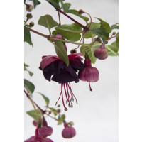 Fuchsia Jollies® ´Trailling Tulle´ / Fuchsie, bal. 6 ks sadbovačů