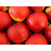 Malus domestica ´Jonagold´ / Jabloň, M26, P14