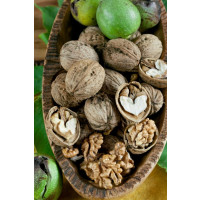 Juglans regia / Ořech královský ´Mars´, 40/60, C4,5