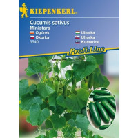 Salátová okurka Minero® (Mini Stars) F1 (Balkónová okurka), přirozeně rezistentní, roubovaná r., K12