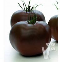 Rajče Starlias® Choco (Kakao) F1, přirozeně rezistentní, roubovaná rostlina, K12