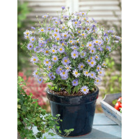 Kalimeris incisa ´Blue Star´/ Japonská astra, K9