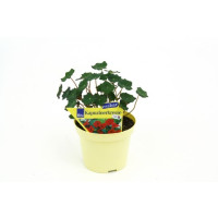 Tropaeolum majus BIO / Lichořeřišnice větší, K12