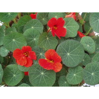 Tropaeolum majus BIO / Lichořeřišnice větší, K12