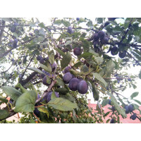 Prunus domestica ´Katinka´ / Slivoň, St. Julien A