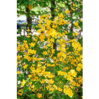 Kerria japonica ´Golden Guinea´ / Zákula japonská, 10-15 cm, K9