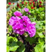 Pelargonium pelt. PAC® ´Kitty´ / Muškát převislý, bal. 6 ks, 6x K7