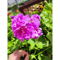 Pelargonium pelt. PAC® ´Kitty´ / Muškát převislý, K7