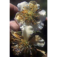 Actinidia chinensis ´Atlas´ / Opylovač kiwi, samčí r., C2