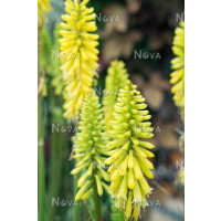 Kniphofia 'Pineapple Popsicle' ® / Mnohokvět, K11