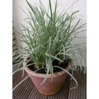 Tulbaghia violacea BIO / Česneková tráva, K12