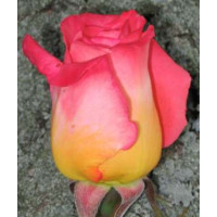 Rosa ´Kronenbourg´ / Růže čajohybrid, STROMEK