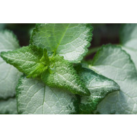 Lamium maculatum ´Beacon Silver´ / Hluchavka skvrnitá, K9