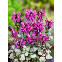 Lamium maculatum ´Beacon Silver´ / Hluchavka skvrnitá, K9