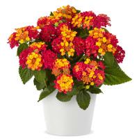 Lantana camara ´Lantropic Magenta´/ Lantana / Libora  proměnlivá, bal. 3 ks, 3x K7