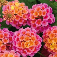 Lantana Evita® Rose ´/ Lantana / Libora  proměnlivá, bal. 6 ks sadbovačů