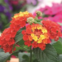 Lantana Evita® Scarlet / Lantana / Libora  proměnlivá, bal. 6 ks, 6x K7