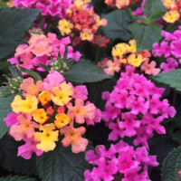 Lantana camara ´Lantropic Lemon & Pink´/ Lantana / Libora  proměnlivá, bal. 3 ks, 3x K7