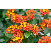 Lantana camara Tropic ´Pitaya´/ Lantana / Libora  proměnlivá, bal. 3 ks, 3x K7