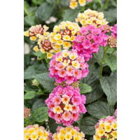 Lantana camara Tropic ´Ara´/ Lantana / Libora  proměnlivá, bal. 6 ks sadbovačů