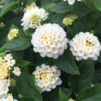 Lantana camara ´Lantropic White´/ Lantana / Libora  proměnlivá biela, K7