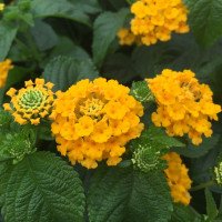 Lantana camara ´Lantropic Yellow´/ Lantana / Libora  proměnlivá žlutá, bal. 3 ks, 3x K7