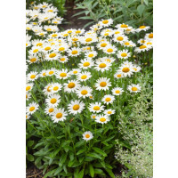 Leucanthemum vulgaris ´Maikönigin´ / Kopretina bílá , K9