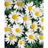 Leucanthemum maximum ´Polaris´ / Kopretina velkokvětá, C1,5