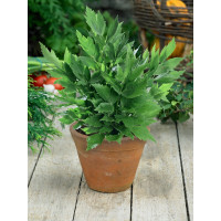 Levisticum officinale / Libeček lékařský, K9