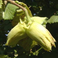 Corylus avellana / Líska ´Webbova´, stromek, 40-60 cm, C6,5