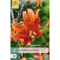 Lilium ´Flore Pleno´ / Lilie oranžová, bal. 2 ks, 14/16