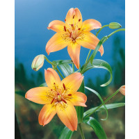 Lilium ´Happy Memories´ / Lilie, bal. 2 ks, 14/16