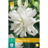 Lilium ´Lotus Ice´ / Ľalia, 16/18
