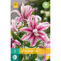 Lilium ´Magic Star´ / Ľalia, 16/18