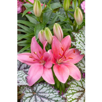 Lilium ´Pink County´ / Lilie, bal. 2 ks, 16/18