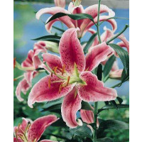 Lilium ´Stargazer´ / Lilie, bal. 3 ks, 14/16