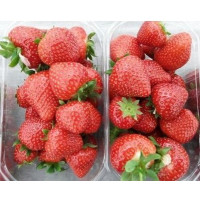 Fragaria ananassa ´Limalexia´ / Jahoda raná, bal. 6 ks, 6xK7