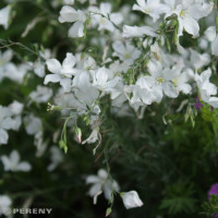 Linum perenne Nanum Album 'Diamant' / Len vytrvalý, K9