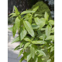 Lippia citriodora ´Freshman´ BIO / Verdena citrónová / Aloisie, K12