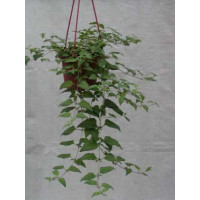 Lippia dulcis ´Colada´ / Aztécký cukr, K9