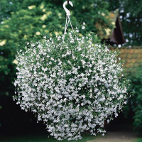 Lobelia ´Hot® Snow White´ / Lobelka bílá, bal. 6 ks sadbovačů