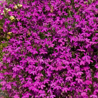 Lobelia ´Purple Star´  / Lobelka, bal. 6 ks, 6x K7