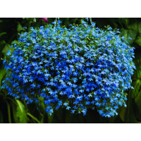 Lobelia ´Azur Angel´® / Lobelka převislá, K7