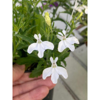 Lobelia ´Africo® White´ / Lobelka bílá, K7