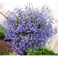 Lobelia ´Azur Angel´® / Lobelka převislá, bal. 3 ks, 3x K7