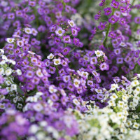Lobularia® ´Sweetness Blue Improved´ / Lobularie, bal. 6 ks sadbovačů